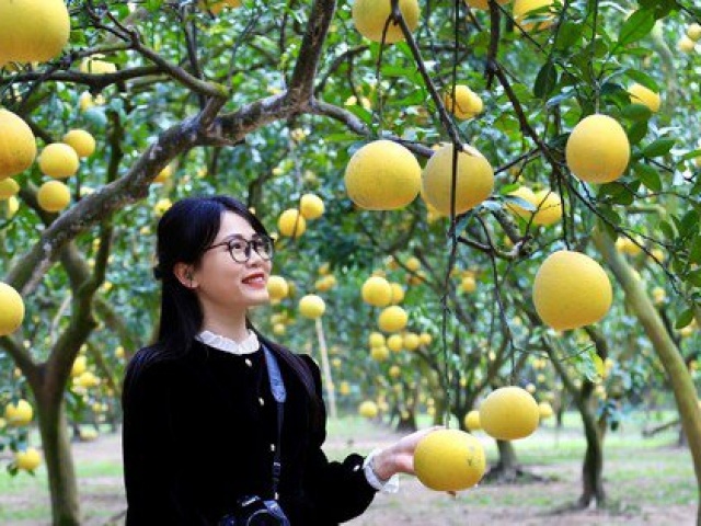 Vườn bưởi Diễn hàng nghìn quả vàng ươm, thơm nức tại Hà Nội hút khách check-in
