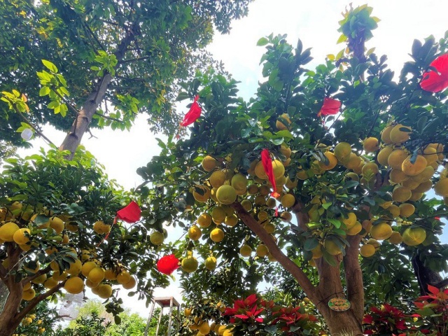 Thị trường - Tiêu dùng - Bưởi Diễn, vú sữa mica hữu cơ... hút hàng ngày cận Tết