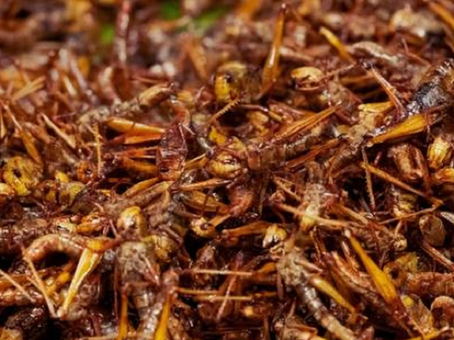 Ẩm thực - Tối nay ăn gì: Cho thứ này vào rang với châu chấu, lên tầm "đặc sản" dân nhậu thích mê