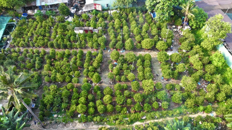 Ghi nhận tại vườn Sáu Hải tại phường Trường Thọ, TP Thủ Đức, năm nay nhà vườn chuẩn bị khoảng 800 gốc mai để cung ứng cho thị trường.