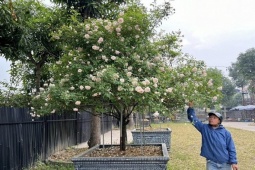 Thị trường - Tiêu dùng - Cận cảnh những chậu hồng cổ siêu "khủng", chủ vườn “chỉ mong bán hòa vốn”