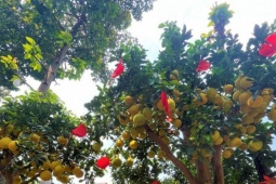 Thị trường - Tiêu dùng - Bưởi Diễn, vú sữa mica hữu cơ... hút hàng ngày cận Tết