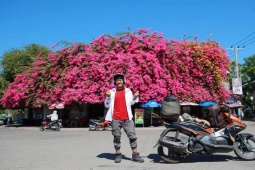 Bạn trẻ - Cuộc sống - Vẻ đẹp "gây mê" của ngôi nhà hoa giấy "khổng lồ" ở Phan Thiết