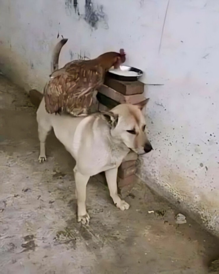 Chó và gà yêu thương nhau như người nhà
