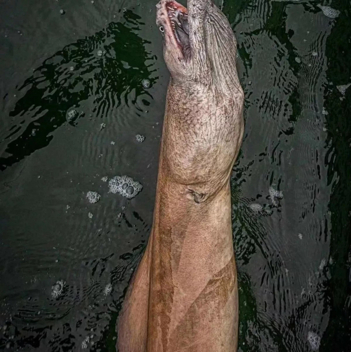 Úc: Câu được con vật kinh dị dài gần 3m, thân như trăn và răng sắc như dao cạo - 2