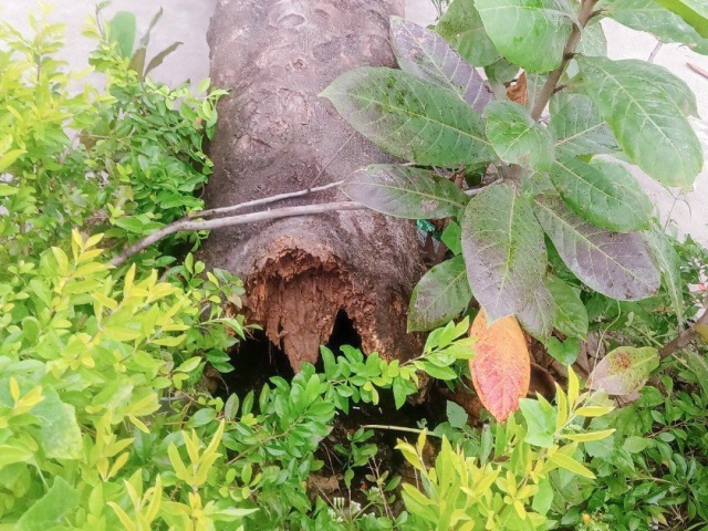 Tin tức trong ngày - Cây phượng ngã đổ trong sân trường, nhiều học sinh bị thương