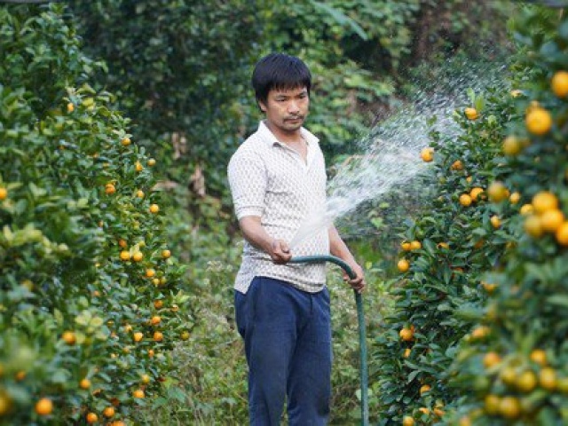 Thị trường - Tiêu dùng - Mê mẩn vườn quất xứ Bắc trồng trên núi Hà Tĩnh của chàng kỹ sư bỏ phố về quê