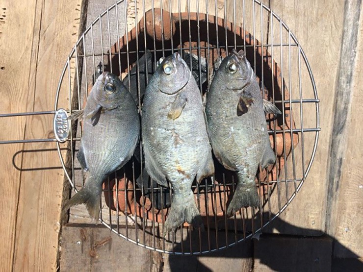 Ở vùng đảo Lý Sơn, Quảng Ngãi có một loại cá được ví như "lộc trời" nhưng nghe tên đáng sợ, đó là cá tà ma.
