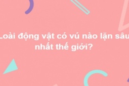 Giáo dục - du học - Triệu phú tri thức mới trả lời đúng hết toàn bộ những câu hỏi này