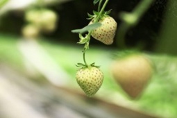 Thị trường - Tiêu dùng - Loại quả bên bờ vực tuyệt chủng đã được "hồi sinh", ở Việt Nam bán 1 triệu/kg cực hiếm