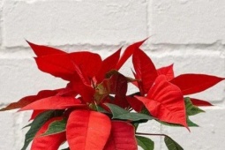 Sức khỏe đời sống - Những loại hoa trưng ngày Tết rất đẹp nhưng tiềm ẩn nhiều ‘hiểm hoạ’, cần cẩn thận khi mua về