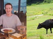 Kinh doanh - Tỷ phú Mark Zuckerberg chăn nuôi gia súc ở đảo Hawaii