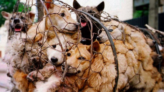 Bộ Ngoại giao Việt Nam nói về khả năng cấm thịt chó - 1