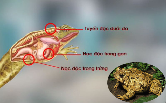 3 trẻ thương vong do ăn món mà không ít phụ huynh làm để tẩm bổ cho con - 2