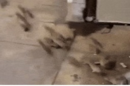 Phi thường - kỳ quặc - Video: Lật tấm chăn của người đàn ông vô gia cư, giật mình cả đàn chuột nhung nhúc