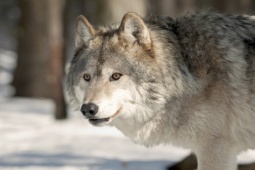 Media - Sói xám thông minh săn mồi thế nào?