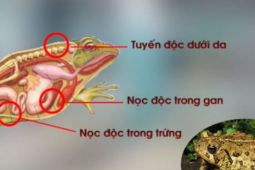 Sức khỏe đời sống - 3 trẻ thương vong do ăn món mà không ít phụ huynh làm để tẩm bổ cho con