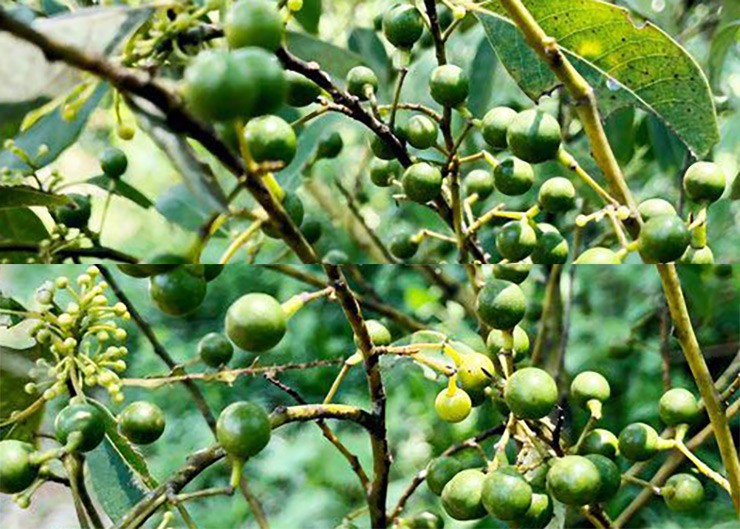 Ở các huyện vùng núi Quảng Ngãi có một loại quả nghe tên vô cùng lạ lẫm, chắc hẳn nhiều người ở thành phố chưa từng biết đến, đó là trái sả rừng
