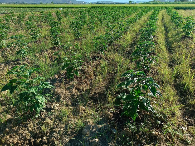 Anh Dũng mở rộng diện tích trồng ớt để đủ cung ứng ra thị trường.