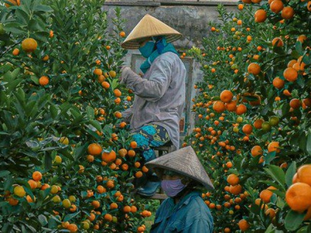 Thị trường - Tiêu dùng - Làng quất lớn nhất miền Trung 'cháy' hàng vụ Tết