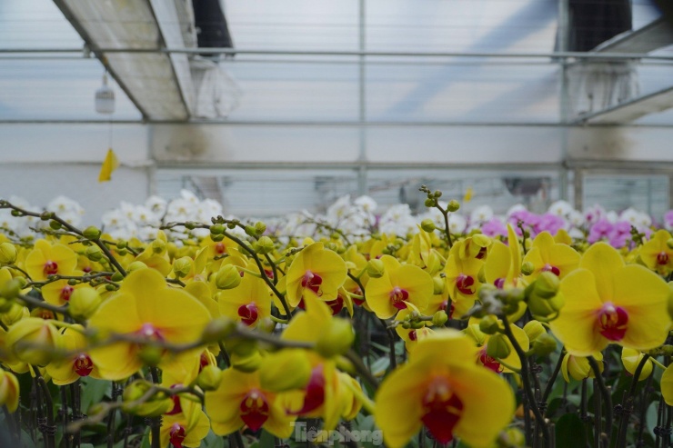 Đây là mô hình trồng lan hồ điệp công nghệ cao quy mô lớn đầu tiên ở Hà Tĩnh.