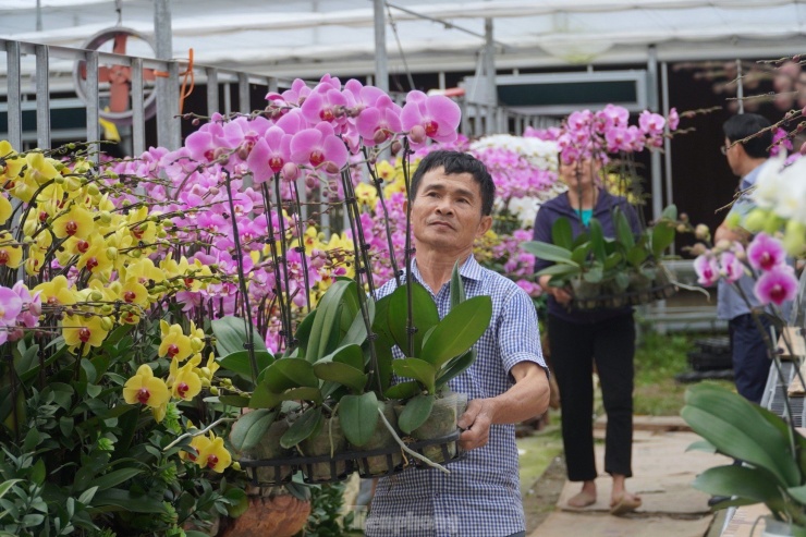 Hiện có 6 vạn cây lan với hơn 20 màu hoa sẽ được đưa ra thị trường trong đó có nhiều màu lạ, được khách hàng ưa thích. Trong ảnh những công nhân trong vườn đưa những chậu hoa khách chọn để cho lên kệ.