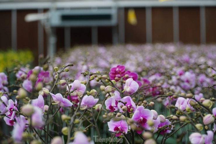 Tại đây có khoảng trên 15 loài hoa, đủ màu sắc cho khách hàng lựa chọn.