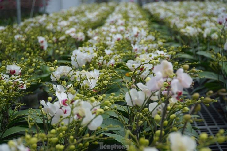 Chiêm ngưỡng vườn lan tiền tỷ đầu tiên ở Hà Tĩnh - 7