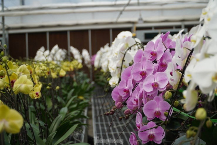 Theo Sở Khoa học và Công nghệ Hà Tĩnh, đây là mô hình trồng lan hồ điệp thương mại quy mô lớn đầu tiên tại tỉnh Hà Tĩnh. Thành công của mô hình này đã mở ra triển vọng mới trong xây dựng và nhân rộng các mô hình sản xuất nông nghiệp thích ứng với biến đổi khí hậu, nâng cao hiệu quả kinh tế cho người dân.