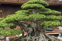 Thị trường - Tiêu dùng - Chiêm ngưỡng cây sanh cổ 5 thân, chốt 6 tỷ đồng rồi huỷ cọc vì lý do bất ngờ