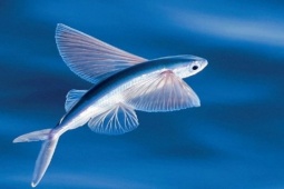 Thị trường - Tiêu dùng - Loài cá lạ ở Việt Nam, có thể bay gần nửa cây số là đặc sản được lùng mua