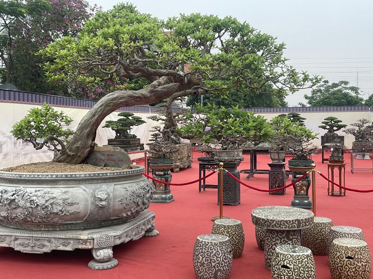 Cây ổi găng "Phượng hoàng lửa" được trưng bày tại Triển lãm sinh vật cảnh tỉnh Hải Dương.