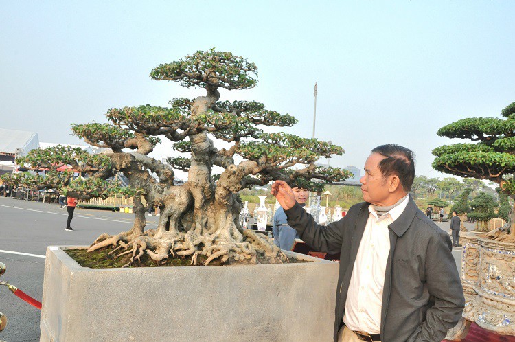 Cây sanh cổ "Ngũ Thường" được ông Cường mang đi triển lãm hồi tháng 1/2023.