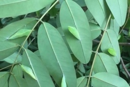 Thị trường - Tiêu dùng - Loài được ví như "tôm rừng" ở Tây Nguyên, mỗi năm chỉ có một mùa, giá 200.000 đồng/kg