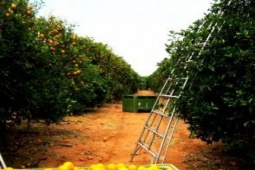 Kinh doanh - Quốc gia rất cần người thu hoạch trái cây, nhiều người Việt đang "hốt bạc" ở đây