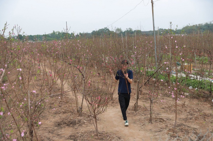 Còn khoảng gần tháng nữa mới đến Tết Nguyên đán nhưng những gốc đào ở làng đào Nhật Tân, quận Tây Hồ, Hà Nội đã bắt đầu nở hoa, sẵn sàng phục vụ những người dân có nhu cầu chơi sớm.