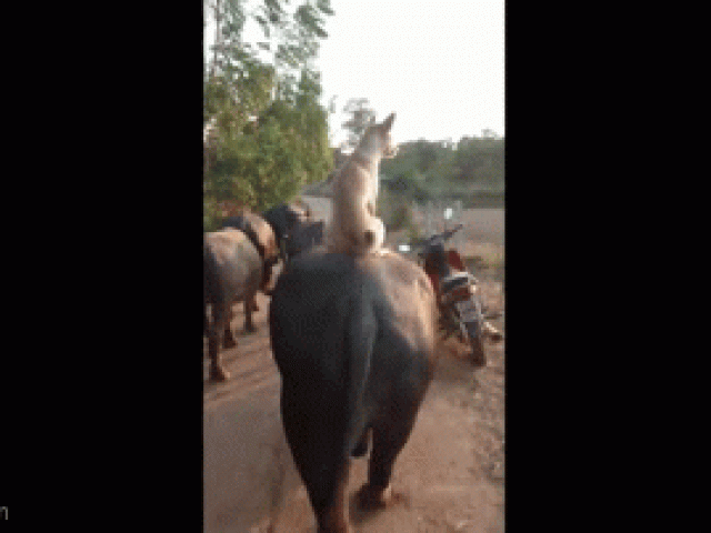 Media - Clip: Khoảnh khắc đặc biệt chó cưỡi trâu về nhà sau một ngày làm việc