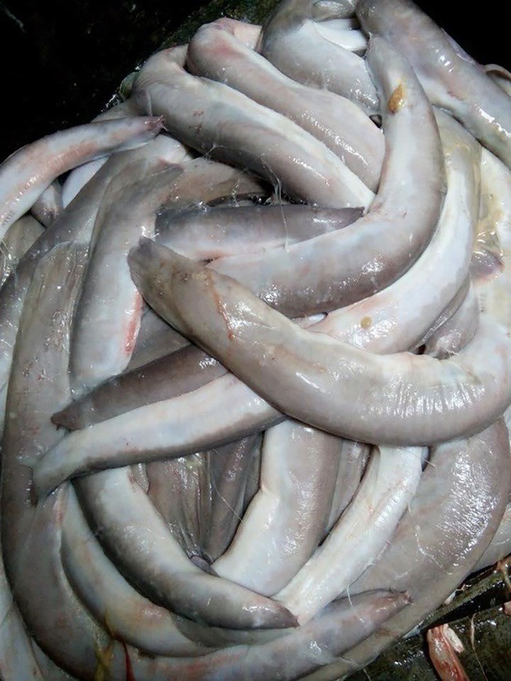 Cá quỷ là loài cá phổ biến ở khu vực biển Quy Nhơn (Bình Định), Khánh Hòa. Loài cá này còn được biết đến với tên gọi cá mút đá
