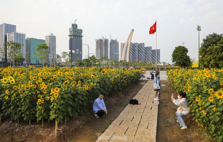 Bờ sông Sài Gòn trồng thêm 20.000 cây hướng dương phục vụ Tết Nguyên đán - 10