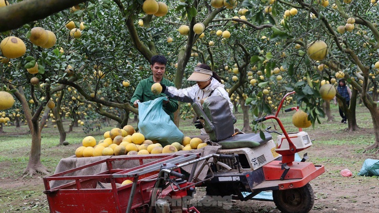 Những ngày đầu tháng chạp, nông dân trồng bưởi Diễn ở làng Phúc Diễn (quận Bắc Từ Liêm, Hà Nội) bắt đầu tất bật thu hoạch để phục vụ người dân Thủ đô cũng như các tỉnh lân cận.