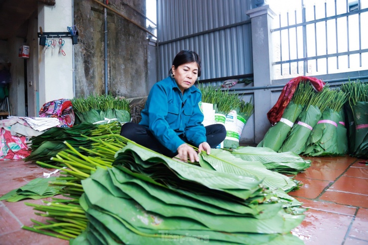 Làng nghề trồng lá dong hàng trăm năm tuổi ở Hà Nội vào vụ Tết Nguyên đán - 9
