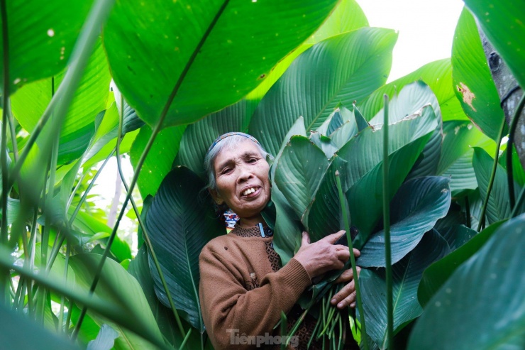 Theo người dân thôn Tràng Cát, chuyên canh cây dong lấy lá gói là nghề truyền thống có từ lúc khai hoang lập làng đến nay.