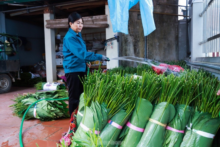 Làng nghề trồng lá dong hàng trăm năm tuổi ở Hà Nội vào vụ Tết Nguyên đán - 8