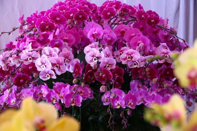 Thợ cắm hoa lan 'chạy sô' dịp Tết, thu nhập tiền triệu mỗi ngày - 10