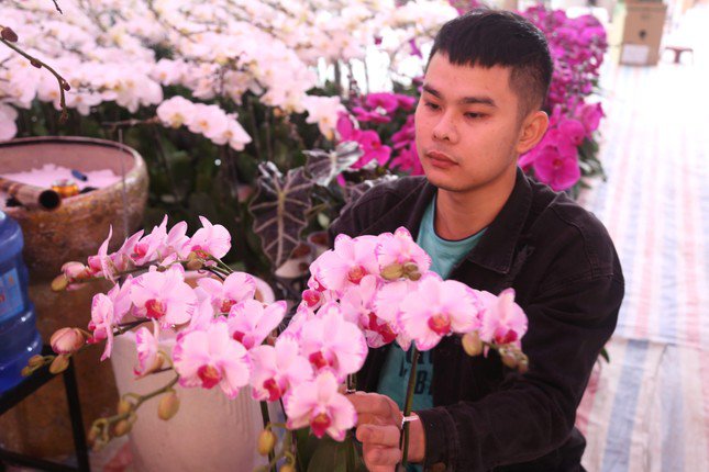 Thợ cắm hoa lan 'chạy sô' dịp Tết, thu nhập tiền triệu mỗi ngày - 11