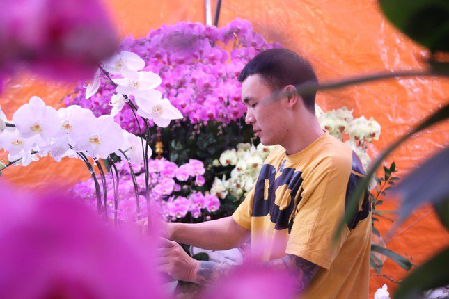 Thợ cắm hoa lan 'chạy sô' dịp Tết, thu nhập tiền triệu mỗi ngày - 6