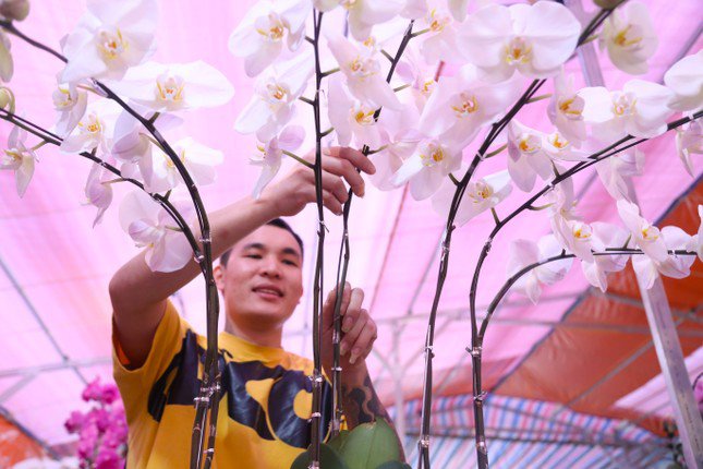Thợ cắm hoa lan 'chạy sô' dịp Tết, thu nhập tiền triệu mỗi ngày - 5