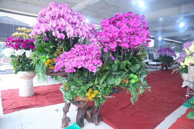 Thợ cắm hoa lan 'chạy sô' dịp Tết, thu nhập tiền triệu mỗi ngày - 9