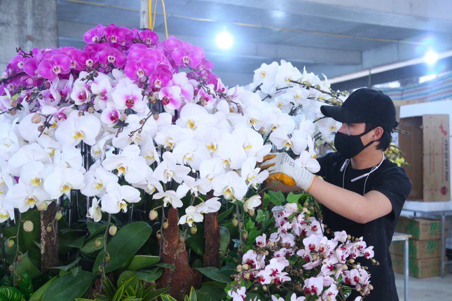 Thợ cắm hoa lan 'chạy sô' dịp Tết, thu nhập tiền triệu mỗi ngày - 7