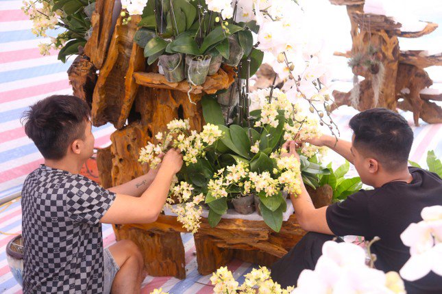 Thợ cắm hoa lan 'chạy sô' dịp Tết, thu nhập tiền triệu mỗi ngày - 2